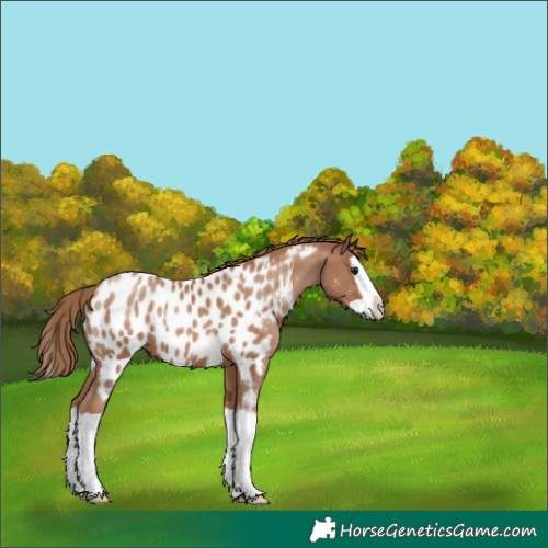 Horse Color:Black Pearl Splash Appaloosa 