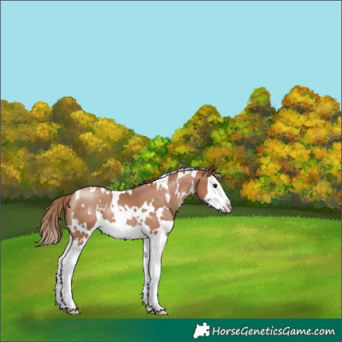 Horse Color:White Spotted Black Pearl Splash 