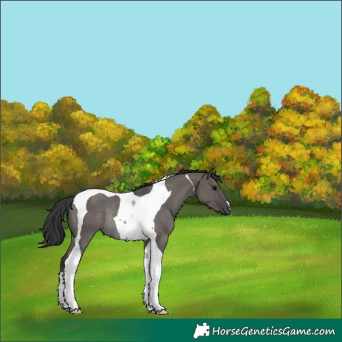 Horse Color:Grullo Tobiano Rabicano 
