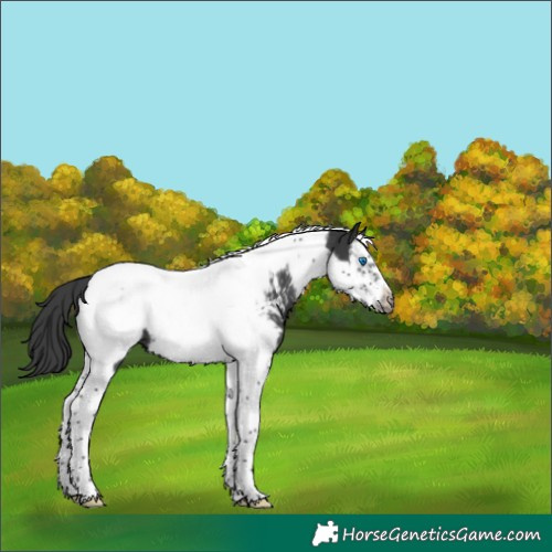 Horse Color:Black Splash Tobiano Frame Appaloosa 
