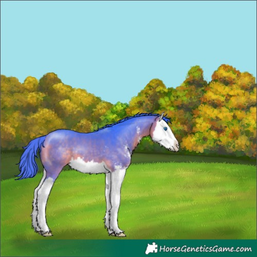 Horse Color:Watercolor Buckskin Sabino Splash 