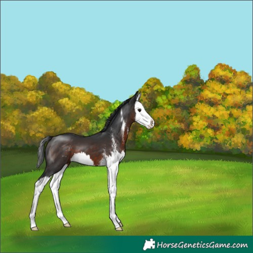 Horse Color:Brown Sabino Splash 