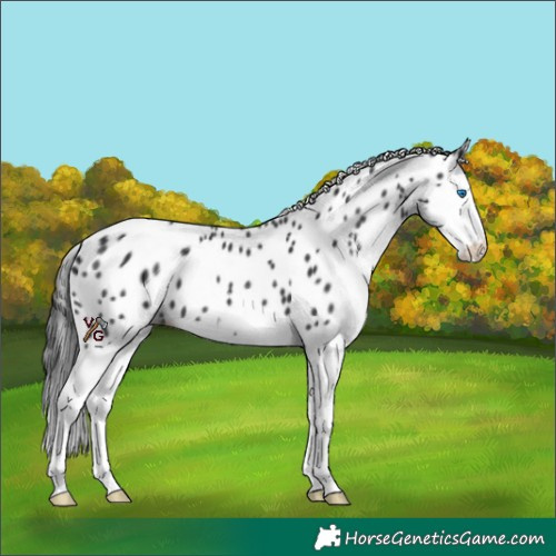 Horse Color:Black Sabino Splash Appaloosa 