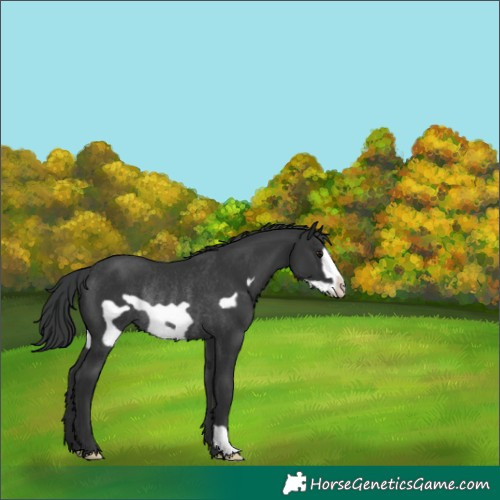 Horse Color:Black Frame Rabicano 