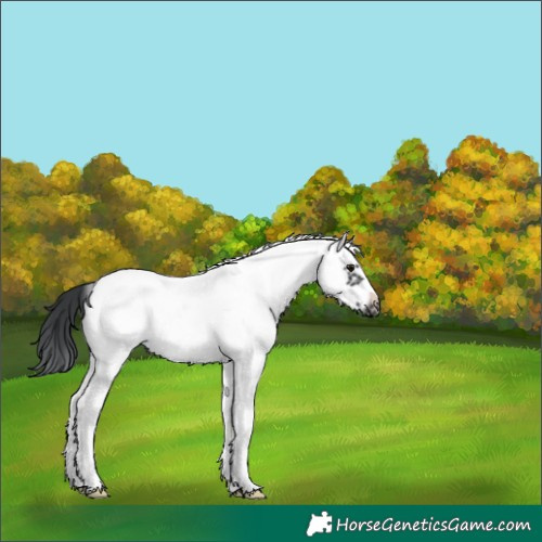 Horse Color:White Spotted Black Tobiano Frame 