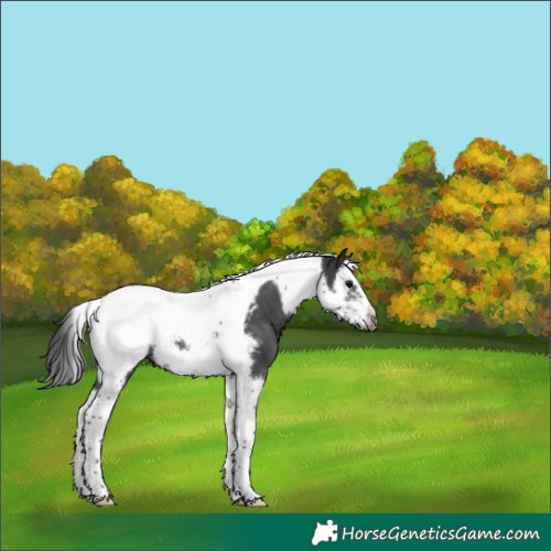 Horse Color:Black Splash Tobiano Frame Appaloosa Rabicano 