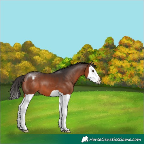 Horse Color:Brown Splash Appaloosa 