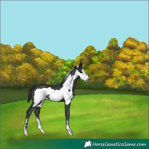 Horse Color:Black Frame Rabicano 