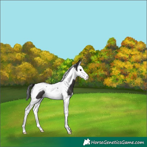 Horse Color:Smoky Black Splash Tobiano 
