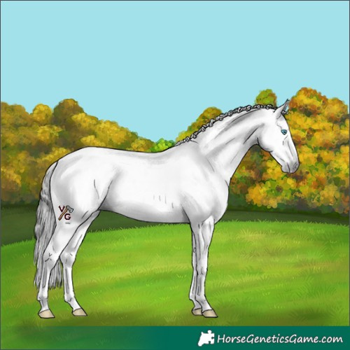 Horse Color:Gray Smoky Black Sabino Splash Tobiano Near Fewspot 