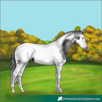Horse Color:Gray Smoky Black Sabino Splash Tobiano Appaloosa 