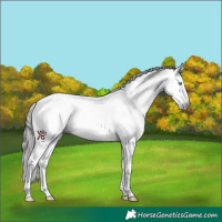 Horse Color:Gray Smoky Black Sabino Splash Tobiano Near Fewspot 