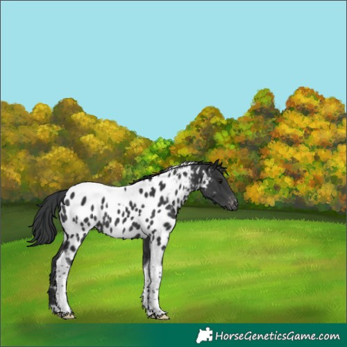 Horse Color:Black Tobiano Appaloosa 