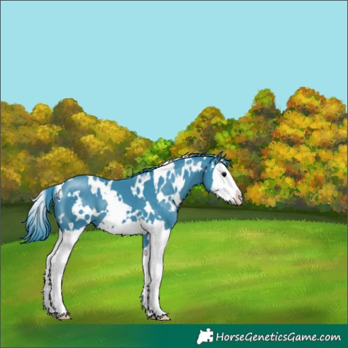 Horse Color:Watercolor White Spotted Black Splash 