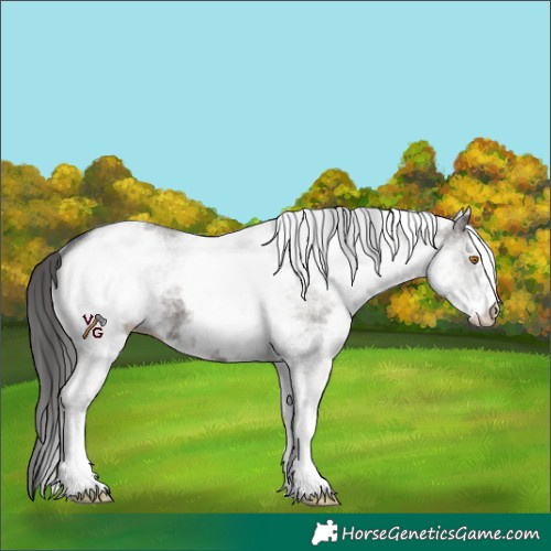 Horse Color:White Spotted Grullo Varnish 