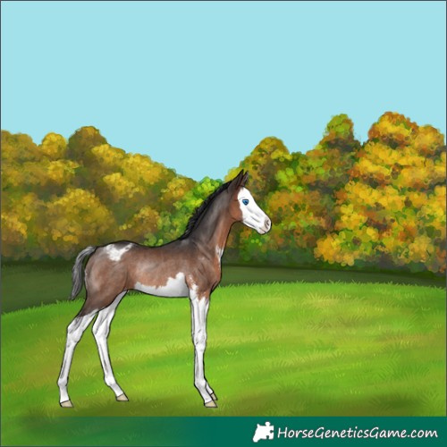 Horse Color:Brown Sabino Splash Appaloosa Rabicano 