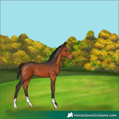 Horse Color:Brown 
