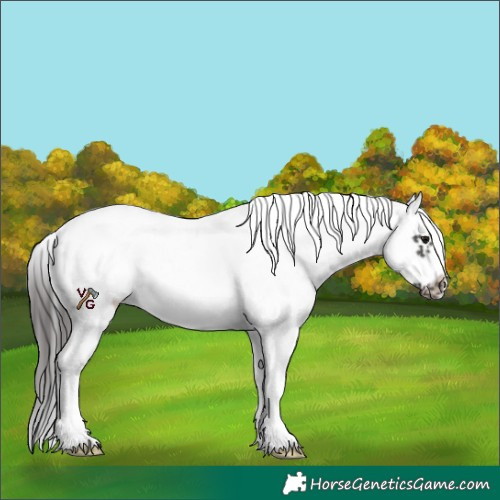 Horse Color:White Spotted Smoky Black Splash Frame Near Leopard Rabicano 