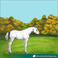 Horse Color:White Spotted Smoky Black Splash Frame Appaloosa Rabicano 