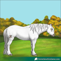 Horse Color:White Spotted Smoky Black Splash Frame Near Leopard Rabicano 