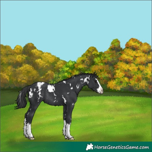 Horse Color:White Spotted Black Splash Appaloosa Rabicano 