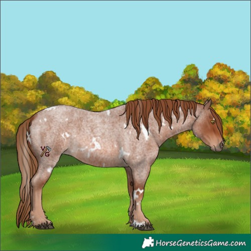 Horse Color:White Spotted Red Roan Rabicano 