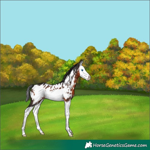 Horse Color:Brown Splash Frame Appaloosa 