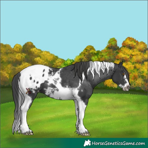 Horse Color:Black Tobiano Frame Blanket 