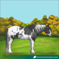 Horse Color:Black Tobiano Frame Appaloosa 