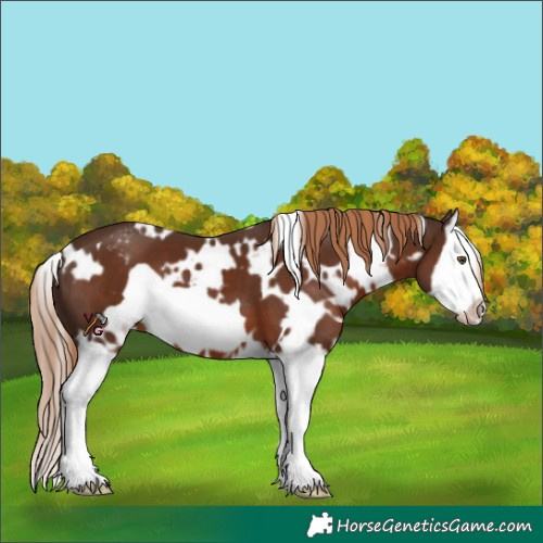 Horse Color:White Spotted Liver Chestnut Splash Frame Appaloosa 