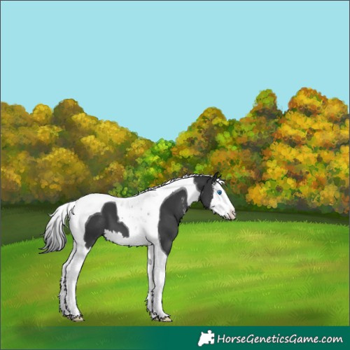 Horse Color:Black Sabino Splash Tobiano 