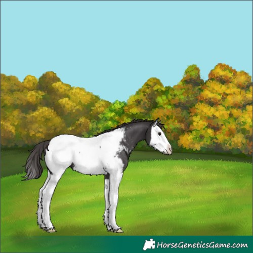 Horse Color:Smoky Black Splash Appaloosa 