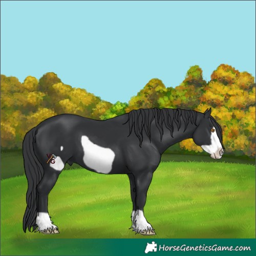 Horse Color:Black Frame 