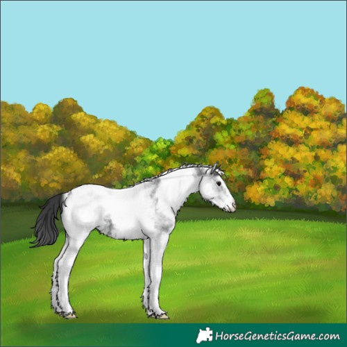 Horse Color:White Spotted Black Tobiano 