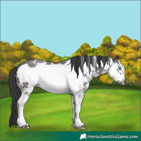 Horse Color:Black Sabino Frame 