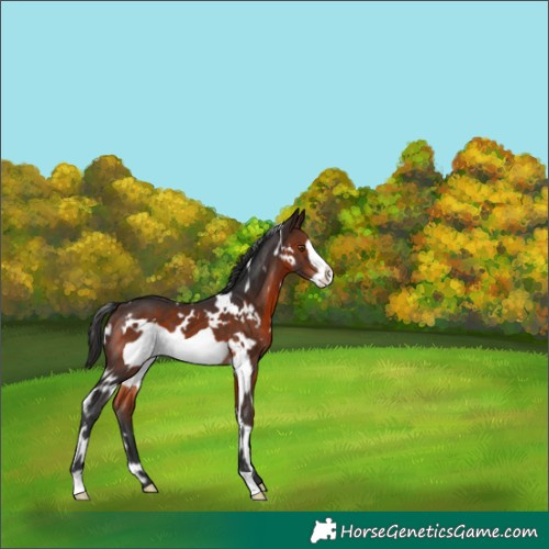 Horse Color:White Spotted Brown Frame 