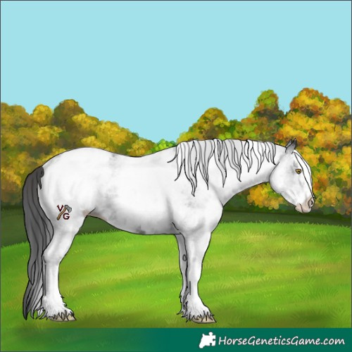 Horse Color:White Spotted Black Appaloosa 