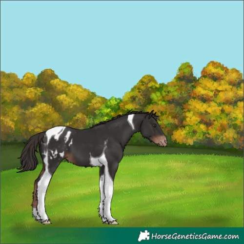Horse Color:Liver Chestnut Tobiano Appaloosa 