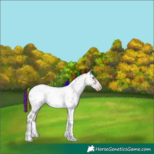 Horse Color:Gray Painted Sable Champagne Ice Roan Tobiano Frame Near Leopard Rabicano