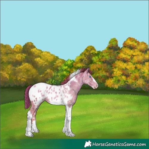 Horse Color:Gold Champagne Ice Tobiano Frame Appaloosa Rabicano 