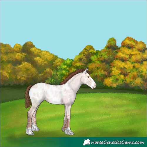 Horse Color:Liver Red Dun Ice Pearl Frame Near Leopard