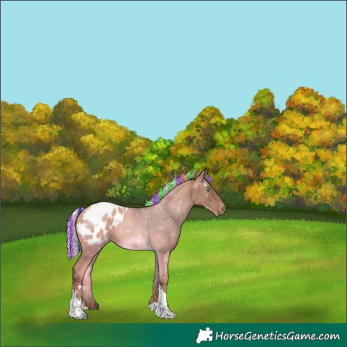 Horse Color:Painted Silver Black Pearl Tobiano Appaloosa Rabicano 