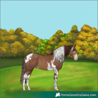 Horse Color:Gray Chocolate Sable Champagne Splash Tobiano