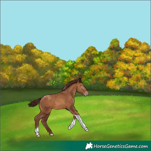 Horse Color:Gray Chocolate Amber Champagne Tobiano