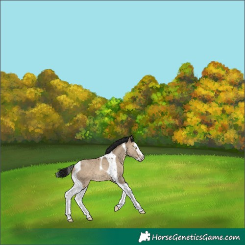 Horse Color:Gray Sable Champagne Dun Splash Tobiano 