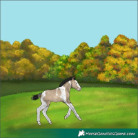 Horse Color:Gray Sable Champagne Dun Splash Tobiano