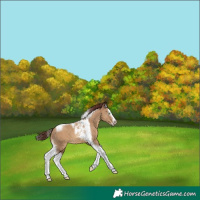 Horse Color:Gray Chocolate Amber Champagne Dun Splash Tobiano Appaloosa 