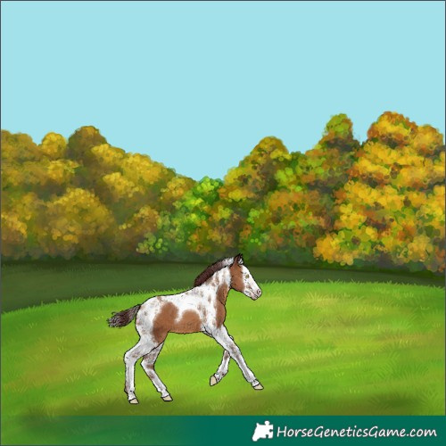 Horse Color:Gray Chocolate Amber Champagne Splash Tobiano 
