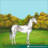 Horse Color:Gray Platinum Amber Champagne Splash Tobiano 