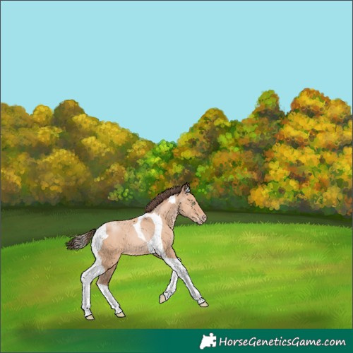Horse Color:Amber Champagne Tobiano 
